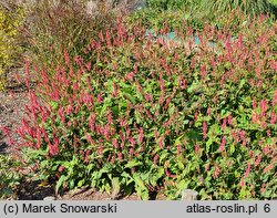 Polygonum amplexicaule JS Keep Smiling