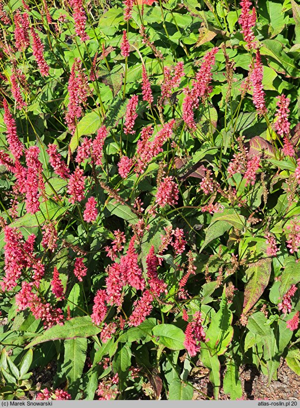 Polygonum amplexicaulis JS Keep Smiling