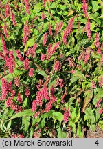 Polygonum amplexicaule JS Keep Smiling