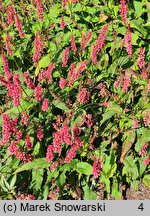 Polygonum amplexicaulis JS Keep Smiling