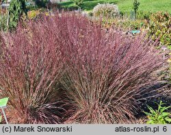 Schizachyrium scoparium Blue Heaven