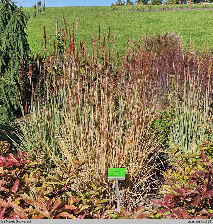 Sorghastrum nutans (sorgastrum)