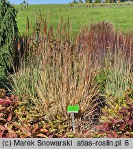 Sorghastrum nutans (sorgastrum)