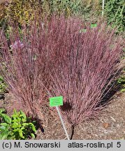 Schizachyrium scoparium Blue Heaven