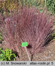 Schizachyrium scoparium Blue Heaven