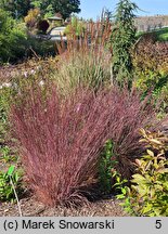 Schizachyrium scoparium Blue Heaven