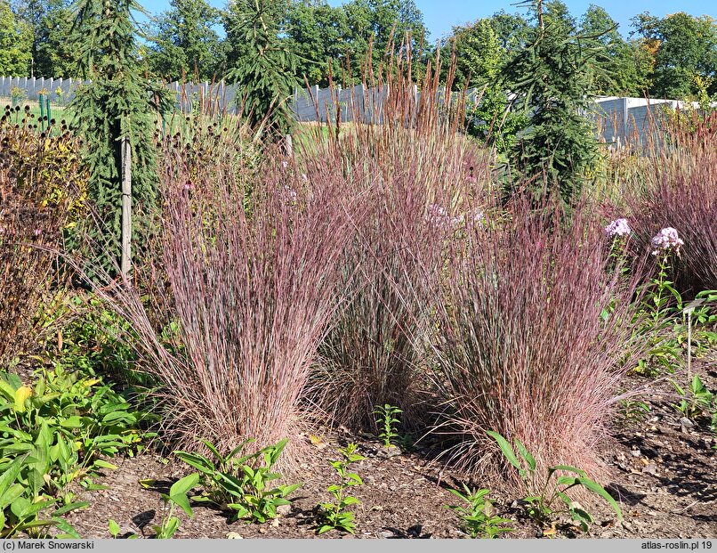 Schizachyrium scoparium JS Red Frost