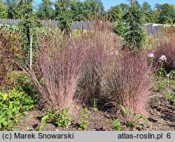 Schizachyrium scoparium JS Red Frost