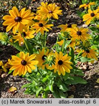 Rudbeckia SmileyZ Big Luck