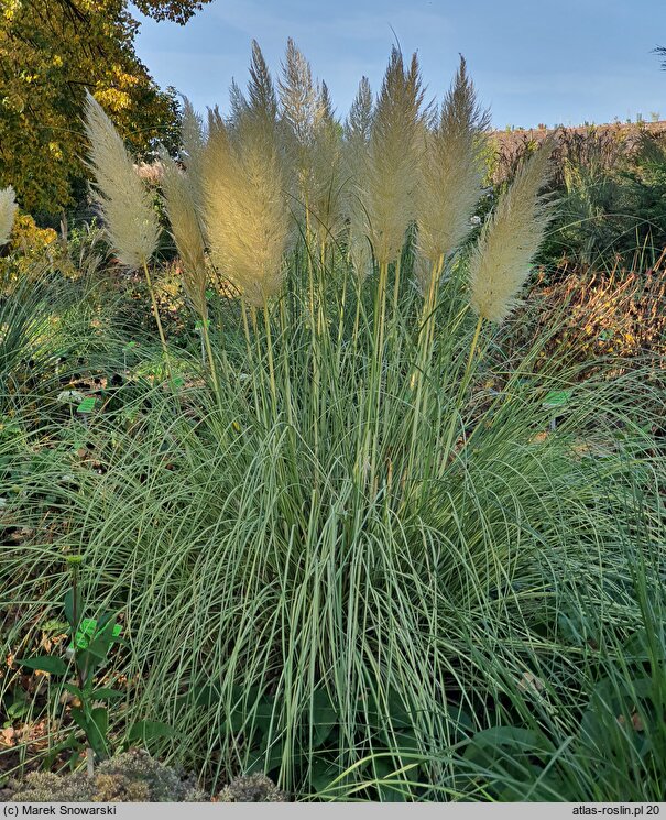 Cortaderia selloana (kortaderia pampasowa)