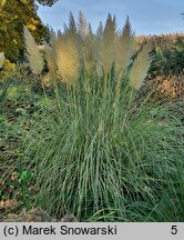 Cortaderia selloana (kortaderia pampasowa)