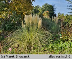 Cortaderia selloana (kortaderia pampasowa)