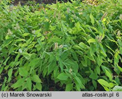 Comanthosphace japonica