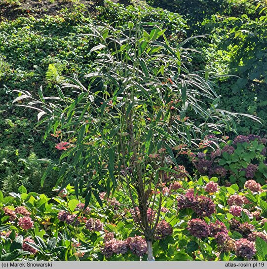Euonymus clivicola