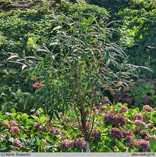 Euonymus clivicola