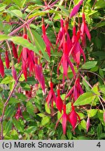 Fuchsia magellanica (fuksja magellańska)