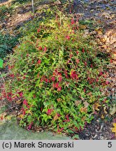 Fuchsia magellanica (fuksja magellańska)