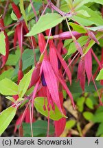 Fuchsia magellanica (fuksja magellańska)