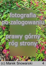 Fuchsia magellanica (fuksja magellańska)