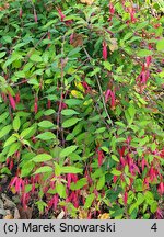 Fuchsia magellanica (fuksja magellańska)