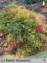 Fuchsia magellanica (fuksja magellańska)