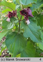 Leycesteria formosa Purple Rain