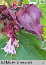 Leycesteria formosa Purple Rain