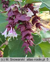 Leycesteria formosa Purple Rain