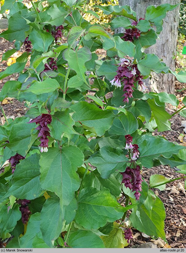 Leycesteria formosa Purple Rain