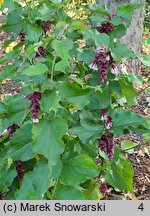 Leycesteria formosa Purple Rain