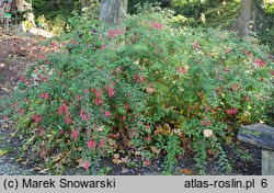 Fuchsia magellanica (fuksja magellańska)