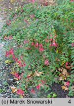 Fuchsia magellanica (fuksja magellańska)