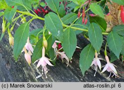 Fuchsia magellanica (fuksja magellańska)