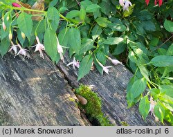 Fuchsia magellanica (fuksja magellańska)