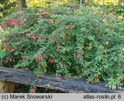 Fuchsia magellanica (fuksja magellańska)