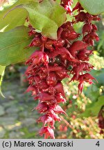 Leycesteria formosa Purple Rain