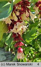 Leycesteria formosa Purple Rain