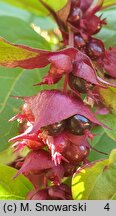 Leycesteria formosa Purple Rain