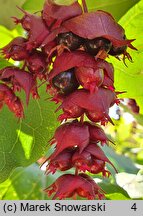 Leycesteria formosa Purple Rain