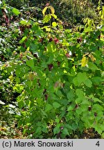 Leycesteria formosa Notbruce