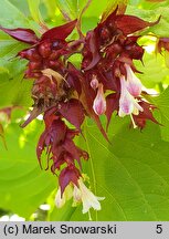 Leycesteria formosa Notbruce