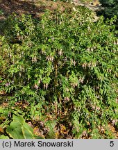 Fuchsia magellanica (fuksja magellańska)