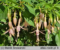 Fuchsia magellanica (fuksja magellańska)