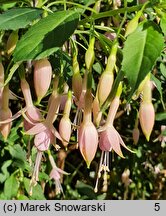 Fuchsia magellanica (fuksja magellańska)