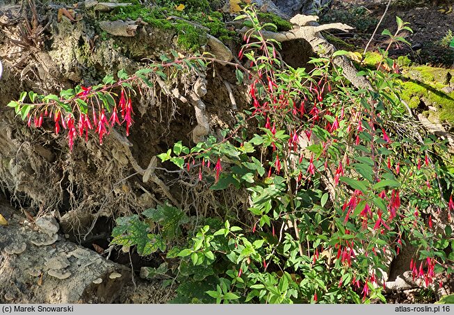 Fuchsia magellanica Riccartonii