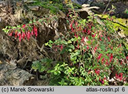 Fuchsia magellanica Riccartonii