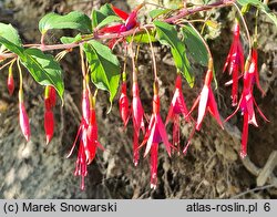 Fuchsia magellanica Riccartonii