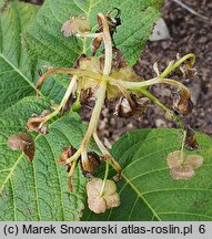 Hydrangea bifida (dejnante dwudzielna)