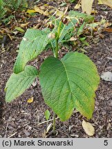 Hydrangea bifida (dejnante dwudzielna)