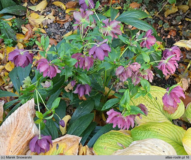 Helleborus ×hybridus Double Ellen Red